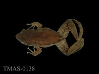 藏品(斯文豪氏赤蛙)的圖片